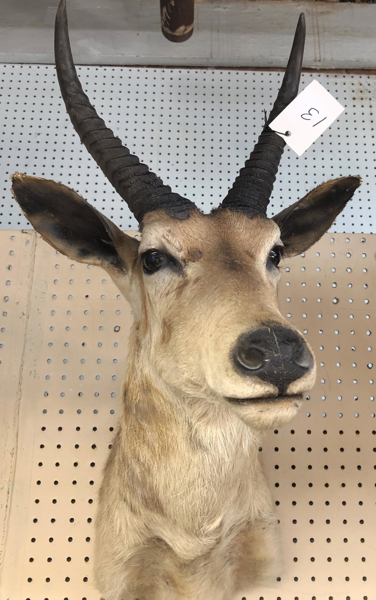 Reedbuck? Taxidermy Trophy Mount.: Measures 25" from the back of the Trophy to the Snout. Third-Party Shipping Required.