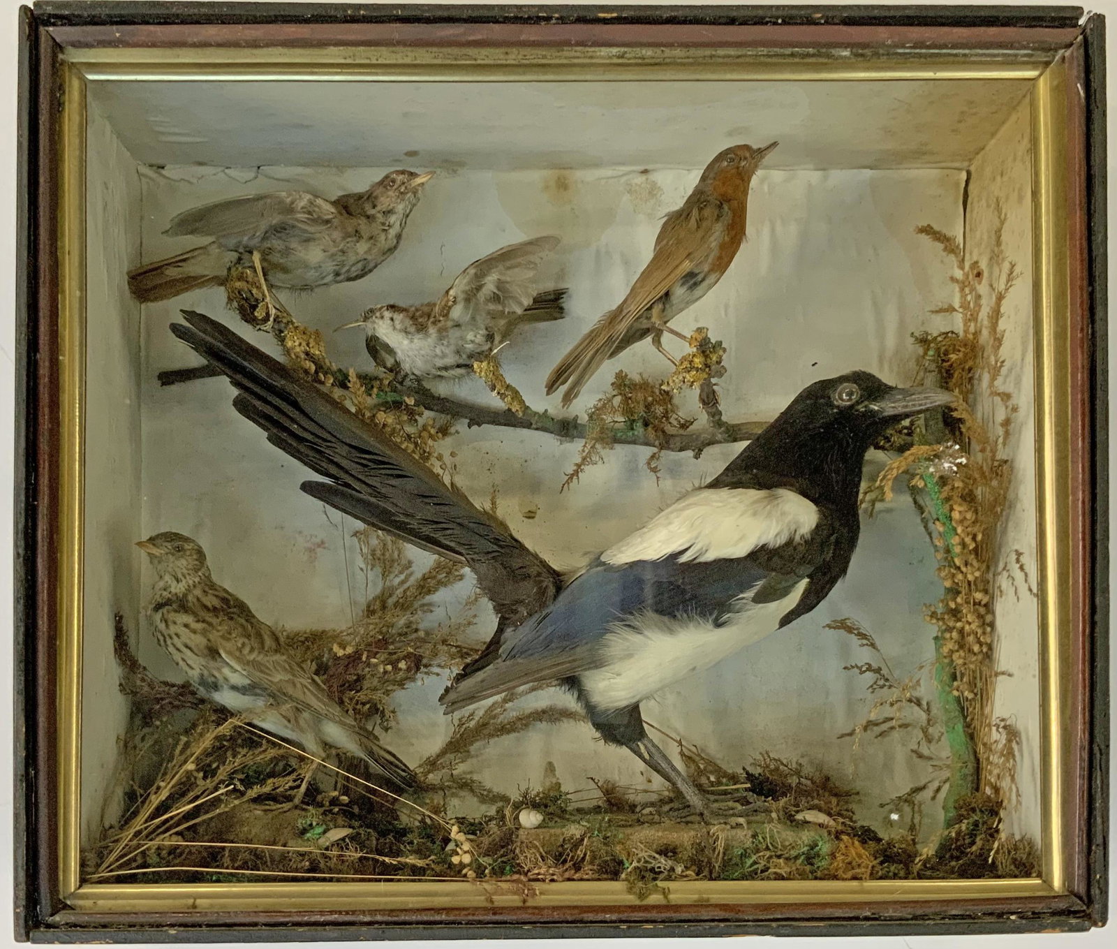 Victorian English Taxidermy Orinthology.: A Diarama with Birds in a Glass Case. The Case measures 16.25" x 14". Third-Party Shipping or Personal Pickup Required.