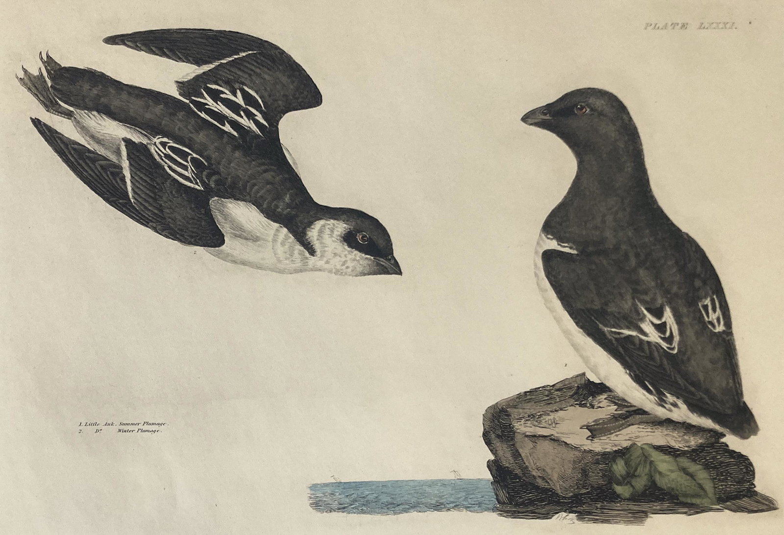 Audubon-Style Original Engraving of Little Auk.: An Original, unframed, antique hand-painted engraving, in the Style of Audubon, depicting the little auk. It may possibly be by Prideaux John Selby, but we are not sure about that. It is entitled "1. 