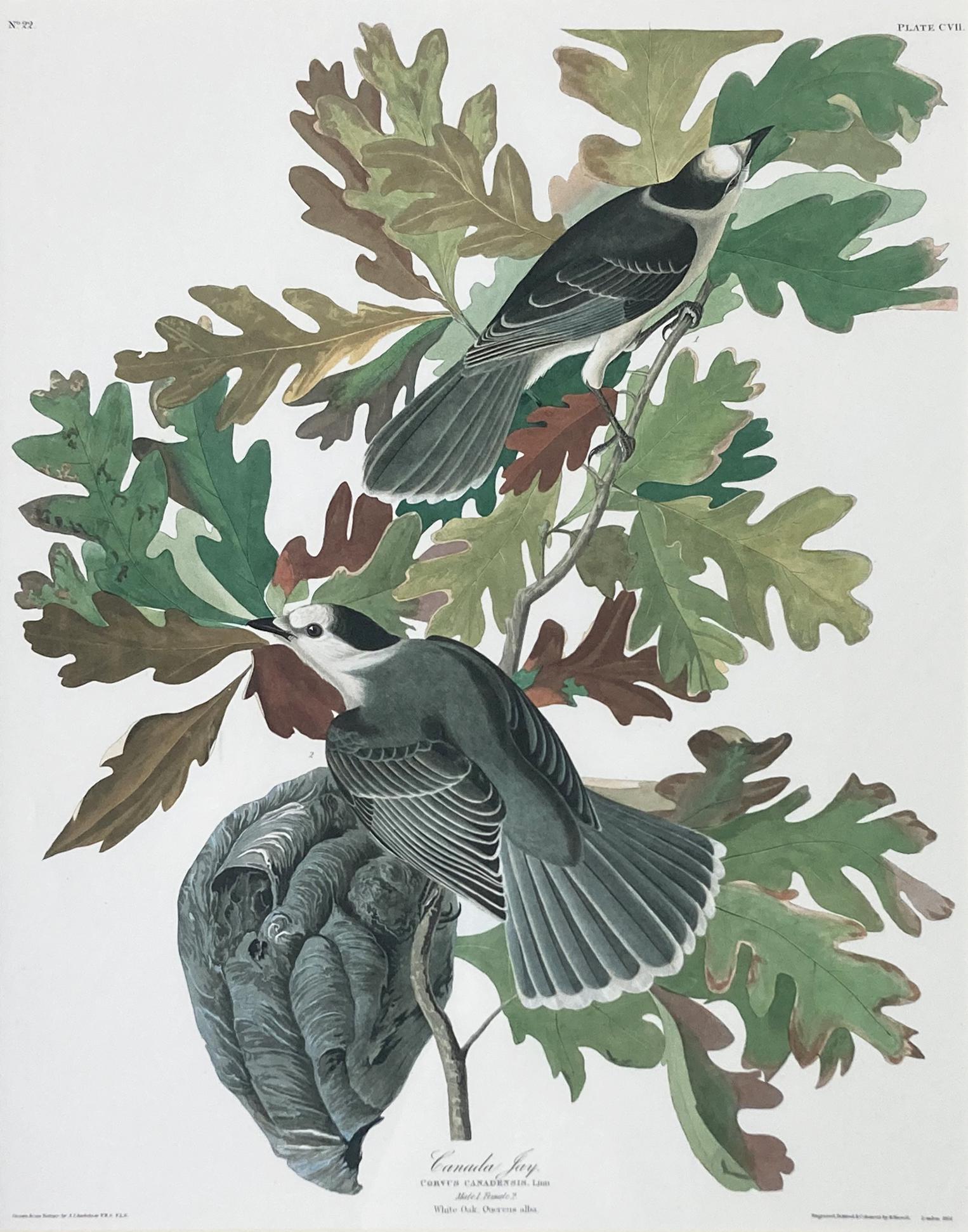 Framed Print of Audubon's Canada Jay. (1 of 5)
