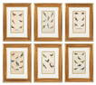 6 Engravings from New Dictionary of Nat. History.