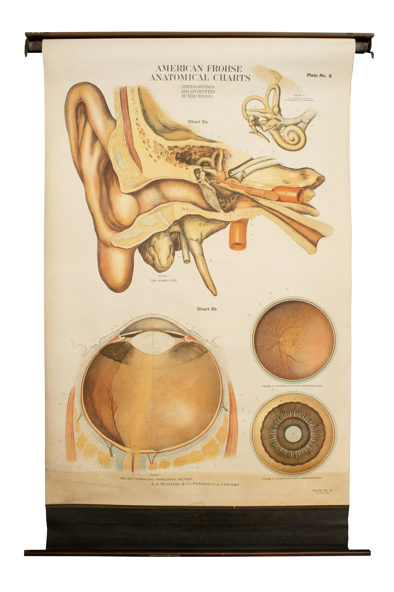 Vintage Amer-Frohse Ear & Eye Anatomical Chart #5. (1 of 3)