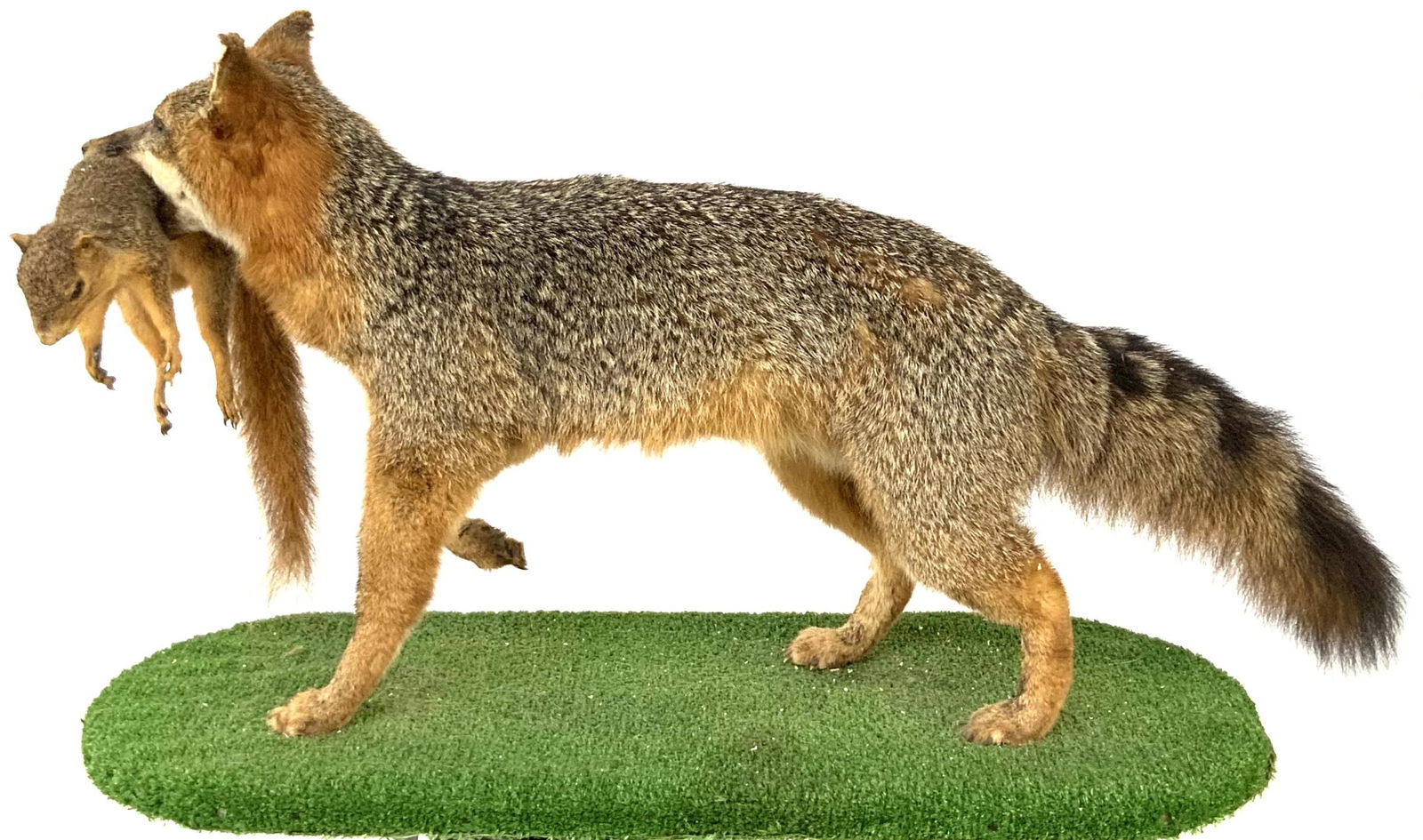 Taxidermy Fox & Squirrel w/ Base. (1 of 3)