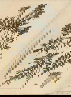 Framed Etching of Gelsemium, Nicolas Robert.: The etching reads "Gelseminum Indicum Flore Phoeniceo" lower left, and "N. Robert" lower right. The colored etching depicts a botanical study of a gelsemium flower. The etching has foxing and discolor