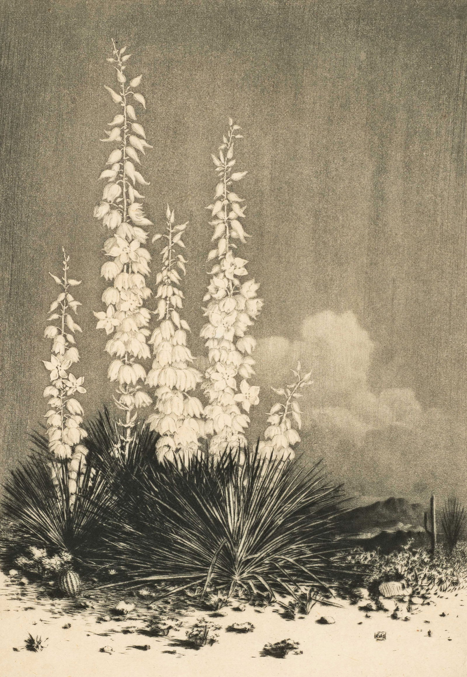 "Soap Weed", Sgd. Etching by George Elbert Burr. (1 of 5)