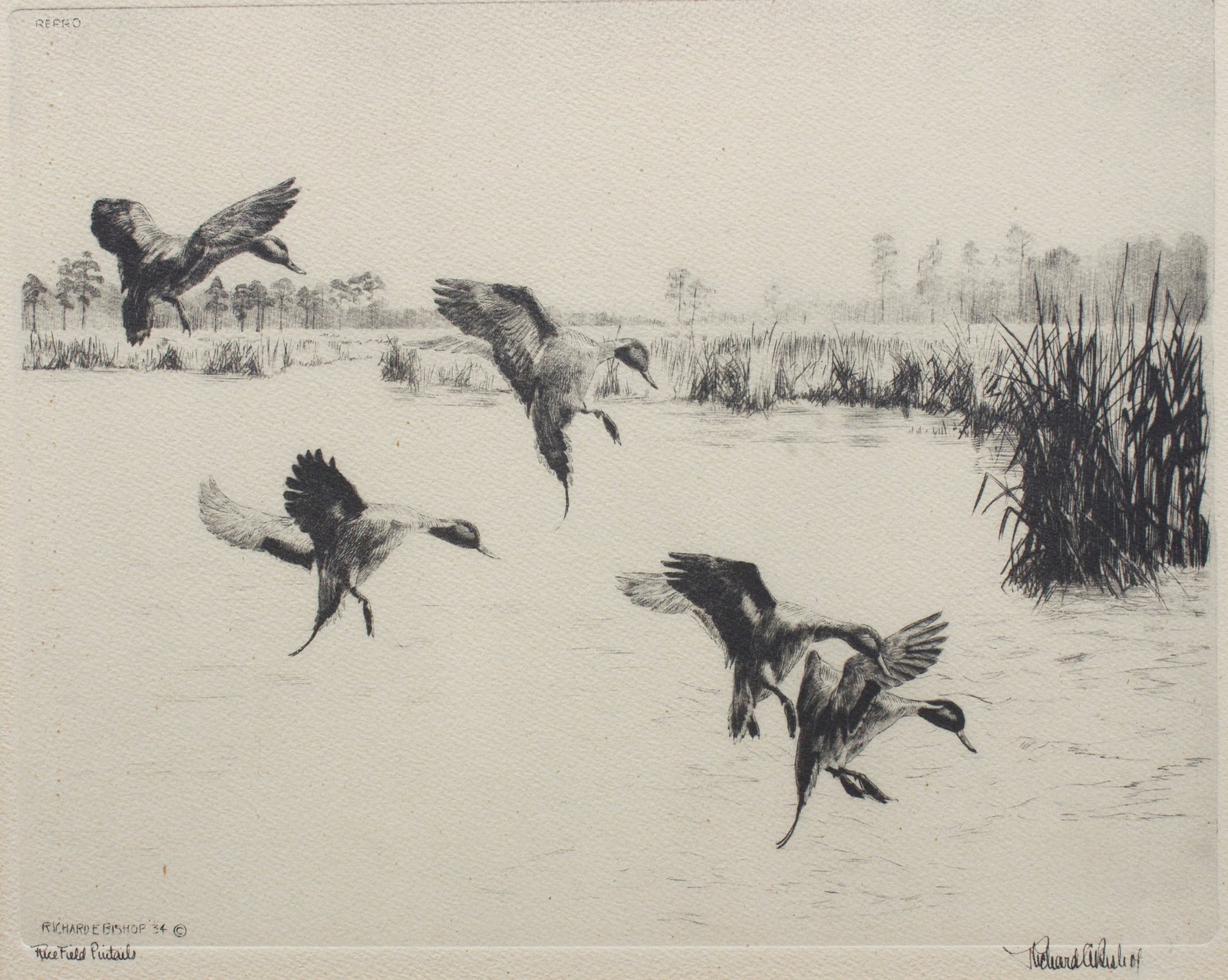 "Rice Field Pintails", Etching by Richard Bishop. (1 of 9)