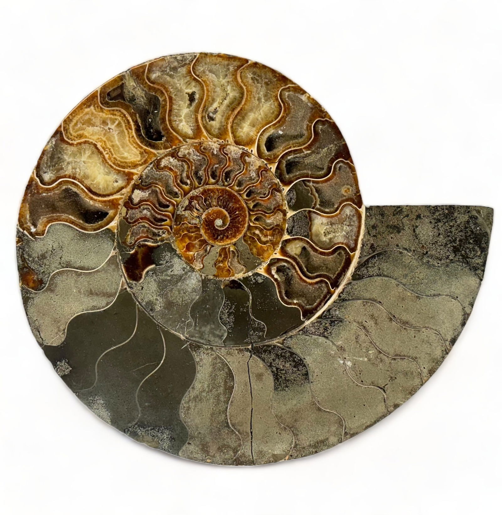 Suture Shell Ammonite Fossil Specimen. (1 of 2)