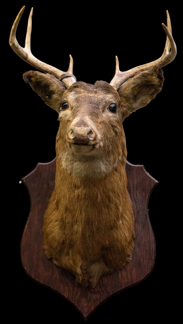 Taxidermy Deer Head Wall Mount. (1 of 2)