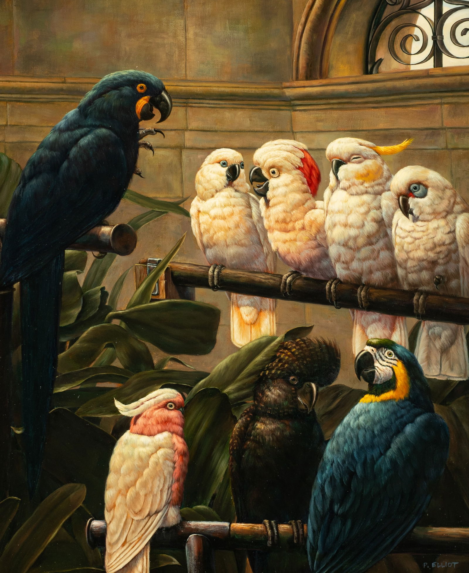 Giclee of Cockatoos & Macaw, Sgd. P. Elliot. (1 of 5)