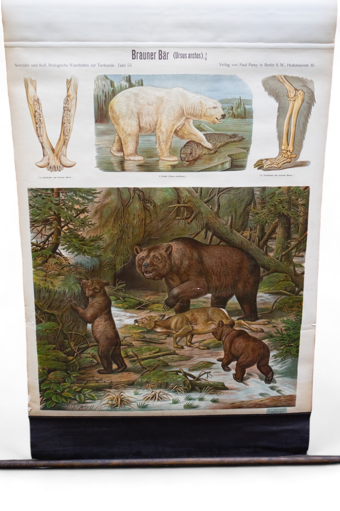 Lot of Four Vintage Educational Wall Diagrams.: Two of them are medical anatomical charts in English. The first is of the Genito-Urinary Organs. It measures 78" x 47" when rolled out. It was produced by Nystrom, Chicago. It has a rip on the bottom