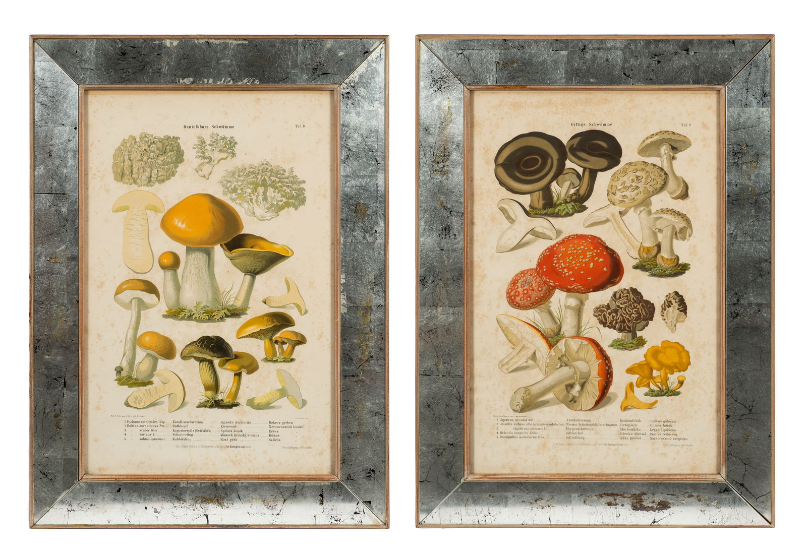 Antique Mycology Prints - Anton Hartinger & Son. (1 of 9)
