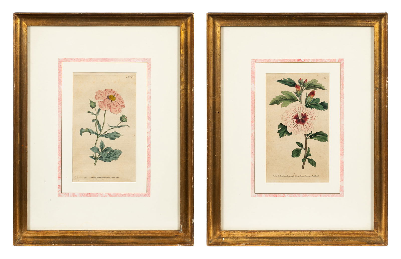 Lot of 2 Botanical Prints - Sowerby & Curtis. (1 of 12)