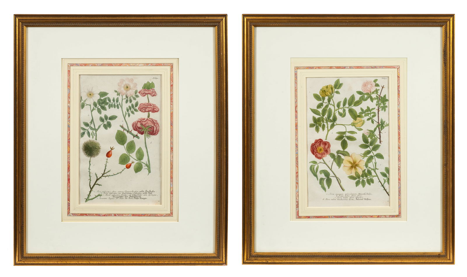 Lot of 2 Botanical Engravings -Weinmann & Haid. (1 of 11)