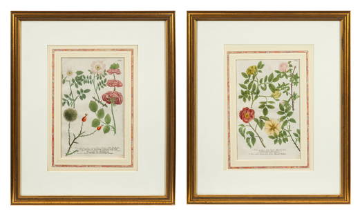 Lot of 2 Botanical Engravings -Weinmann & Haid.: This lot contains two hand colored engravings from Johann Wilhelm Weinmann's "Phytanthoza Iconographia". They were engraved by Johann Jacob Haid. Both prints are housed in matching gilt frames with ma