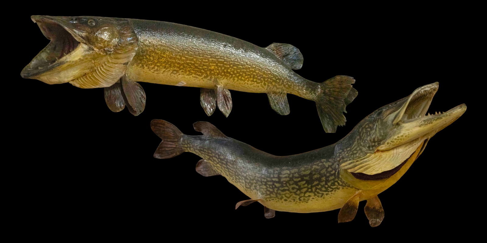 Pr. of Northern Pike Taxidermy Mounted Fish - 38". (1 of 2)