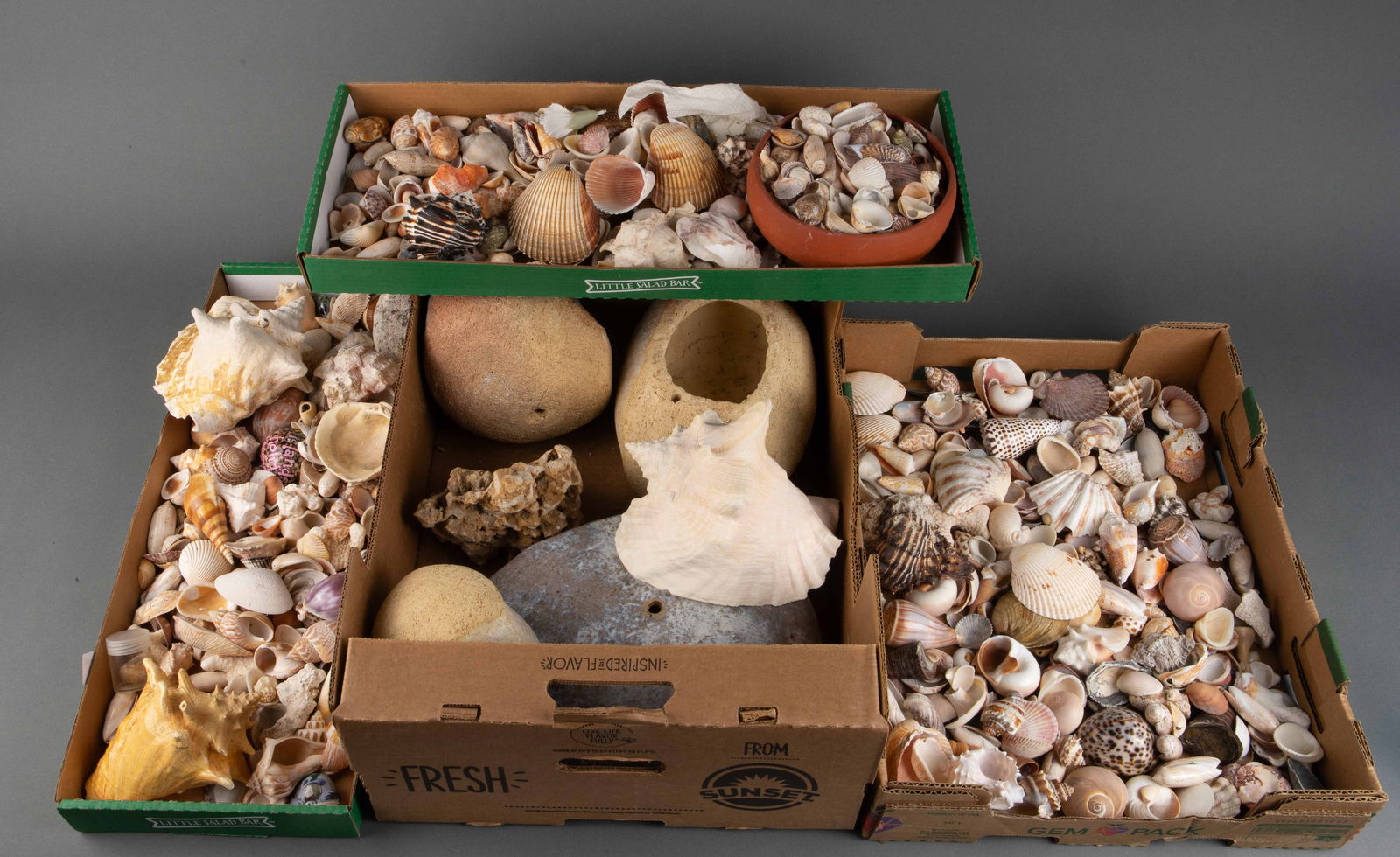 Large Lot of Asst. Seashells and Pottery Pcs. (1 of 5)