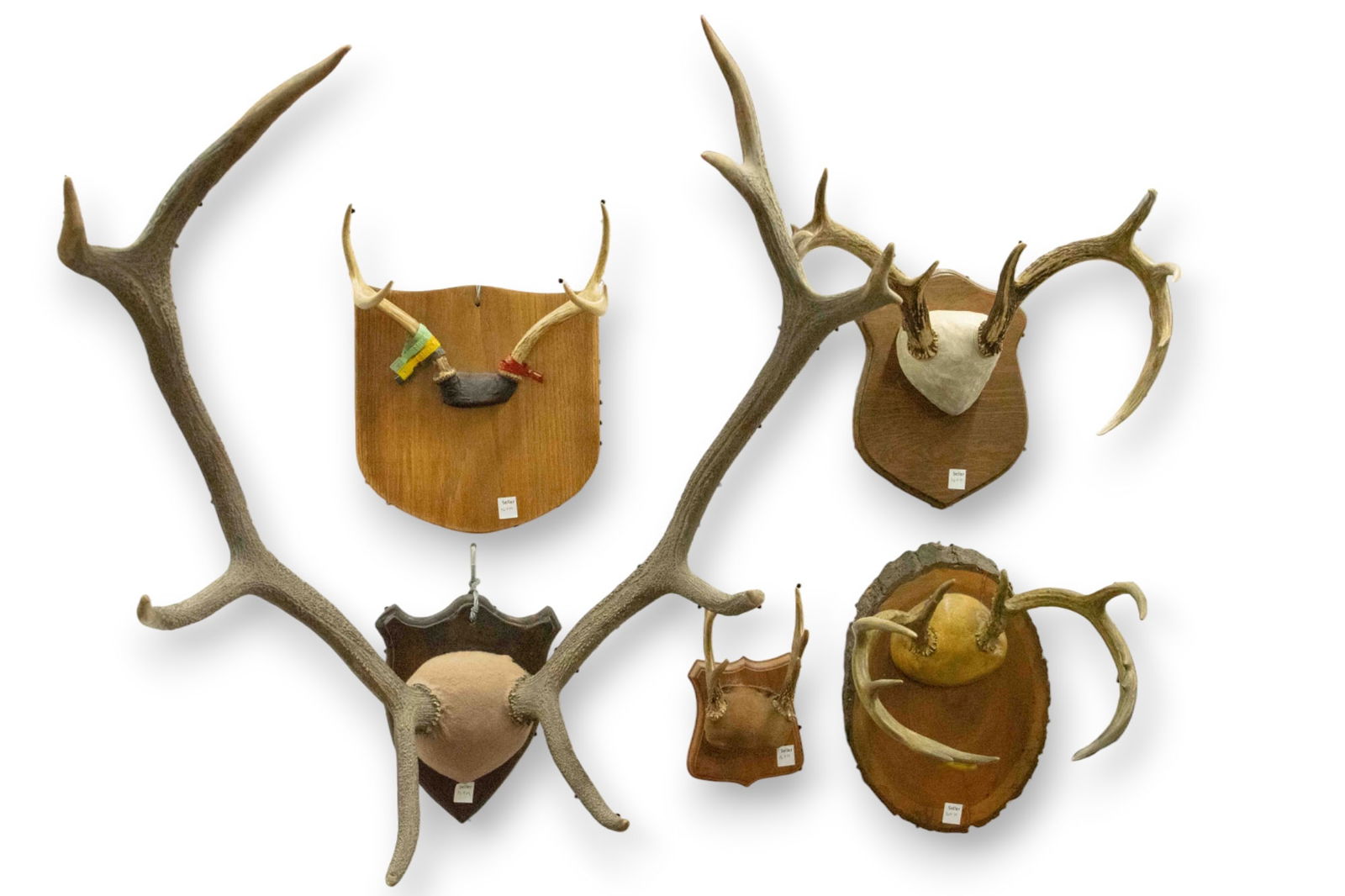 Lot of 5 Antler Wall Mounts - Elk & More. (1 of 2)
