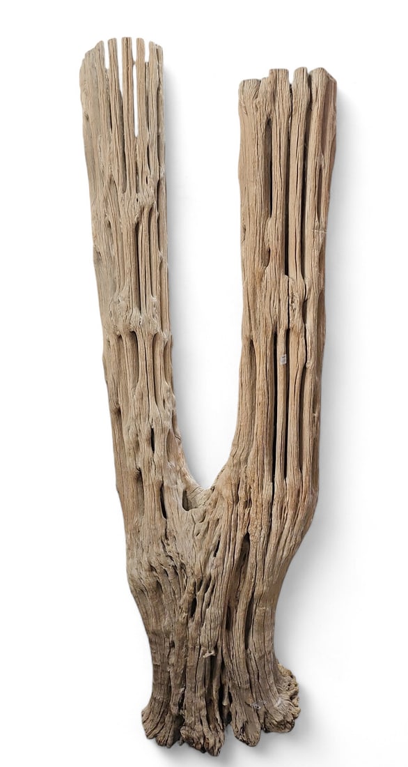 6' Tall Saguaro Cactus Skeleton. (1 of 1)