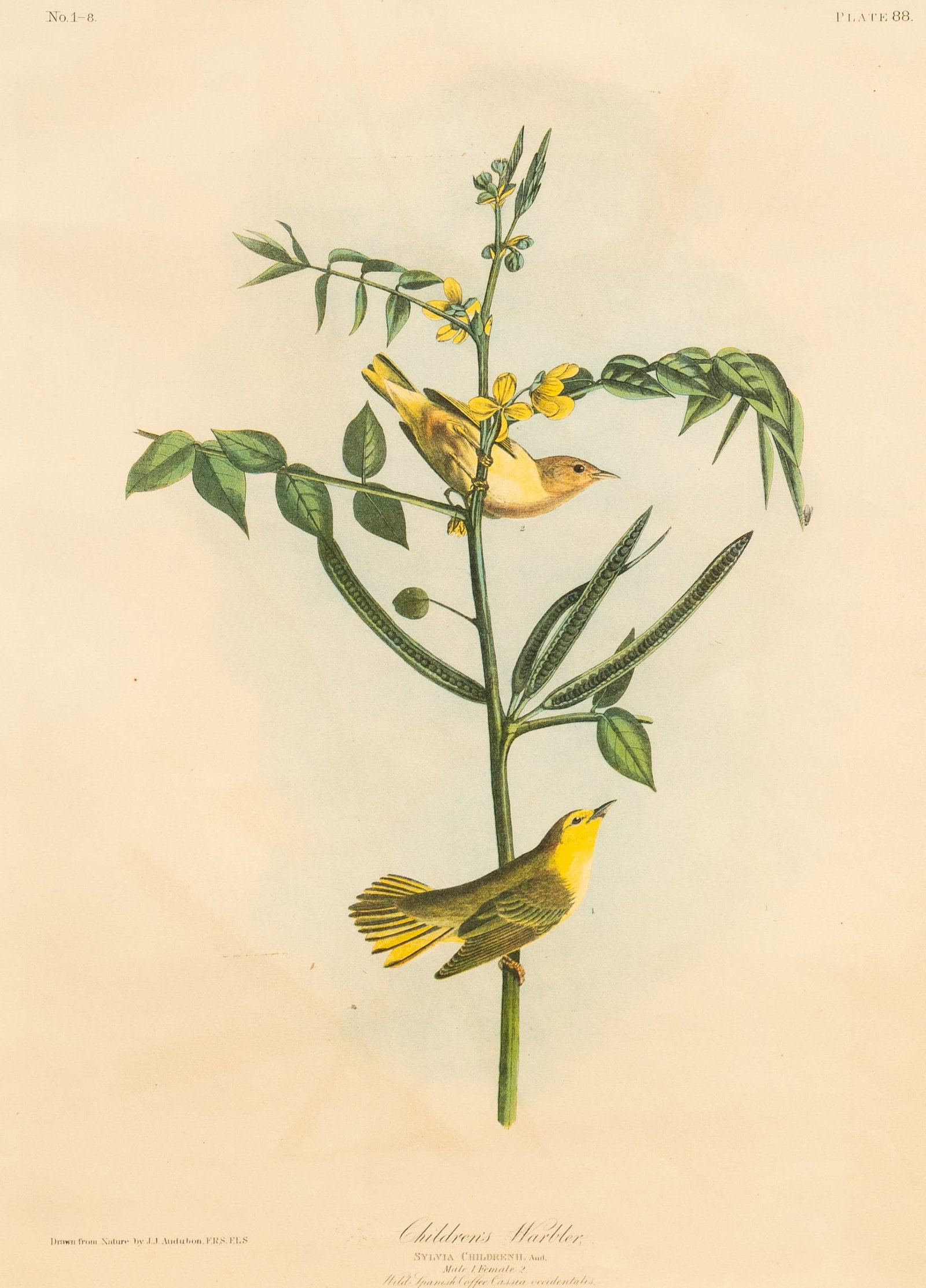 Children's Warbler Lithograph, Audubon & Bien. (1 of 7)