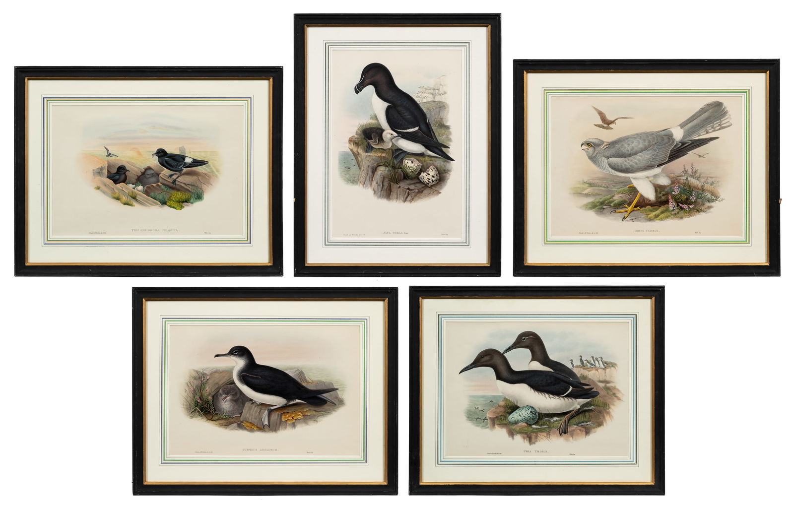 Lot of 5 J. Gould & H. C. Richter Lithographs. (1 of 20)