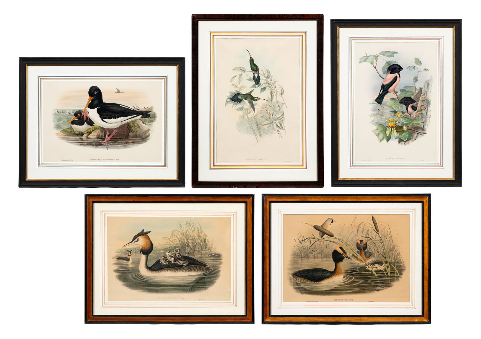 5 Ornithological Prints, J. Gould & H. C. Richter (1 of 16)