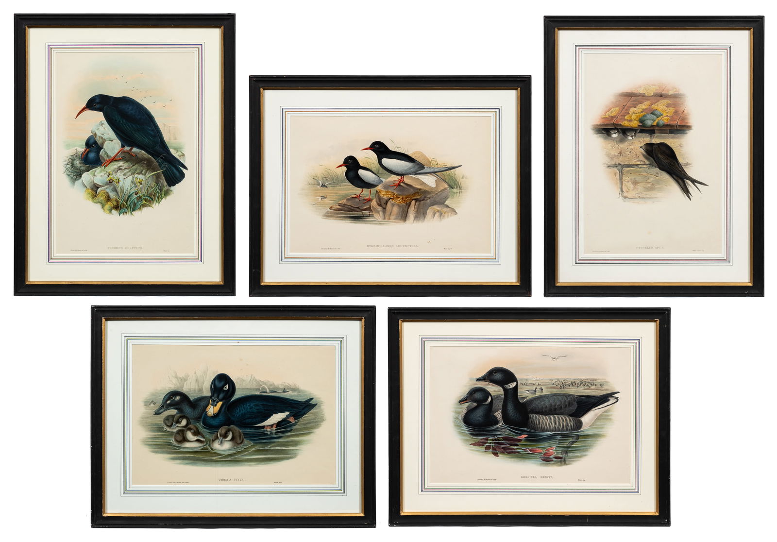 5 Ornithological Prints, J. Gould & H. C. Richter (1 of 20)