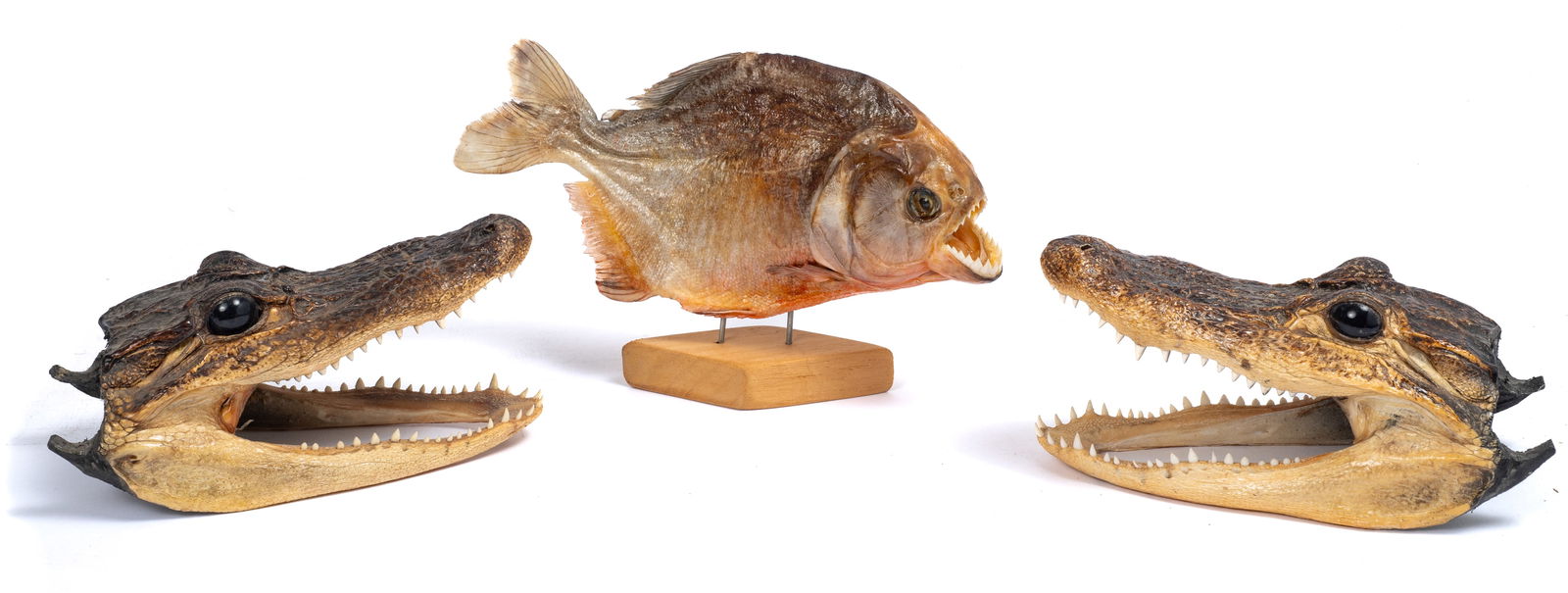 Taxidermy Lot - 2 Alligator Heads & 1 Piranha.: The lot includes 3 pieces in total. The piranha piece measures 5 1/4" tall, and 8 1/2" long (including the wooden stand). Next, there are two alligator heads. The largest one measures 3 3/8" tall, 3 1