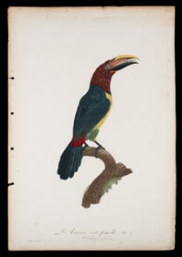 L'Aracari Vert, Peree Engraving After Barraband.