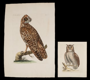 Two Ornithological Prints - Edwards & Pennants.