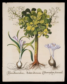 Hand-Colored Botanical Engraving, Basilius Besler.