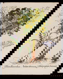 Hand-Colored Botanical Engraving, Basilius Besler.: This lot contains a hand-colored engraving from Basilius Besler's (German, 1561-1629) Hortus Eystettensis (Garden at Eichstatt). The lower margin reads: III. Colchicum album et rubrum, I. Sedum arbore