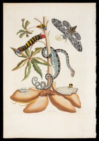 Hand-Colored Engraving from Merian's Metamorphosis