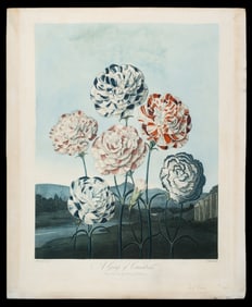 Group of Carnations, Thornton's Temple of Flora.