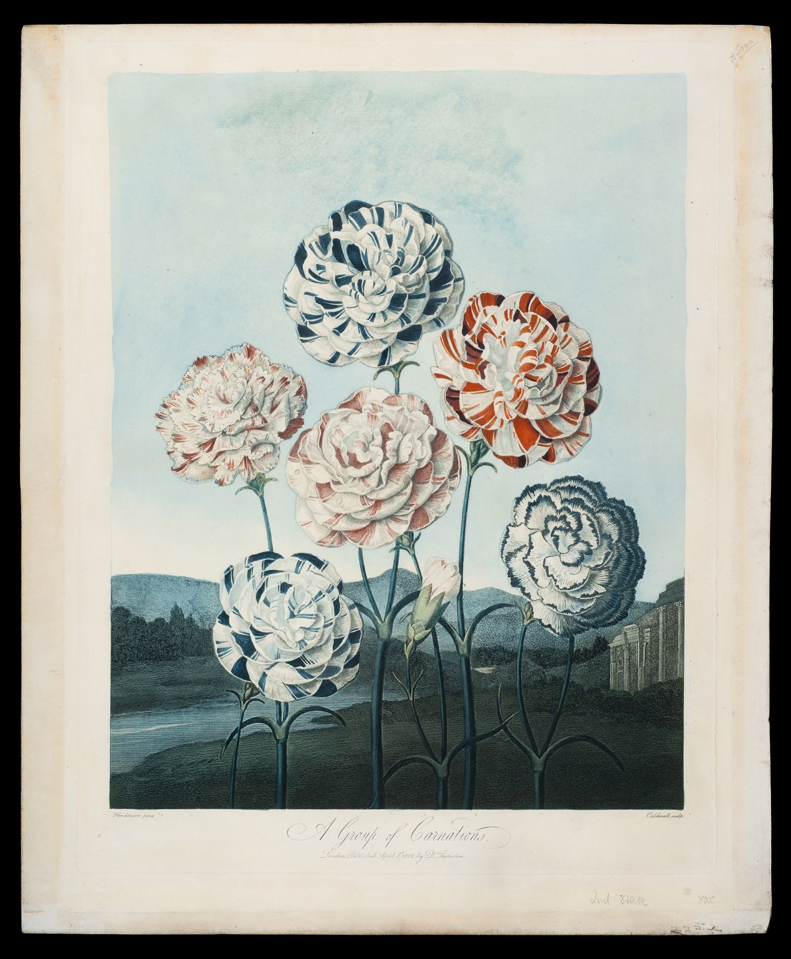 Group of Carnations, Thornton's Temple of Flora. (1 of 5)