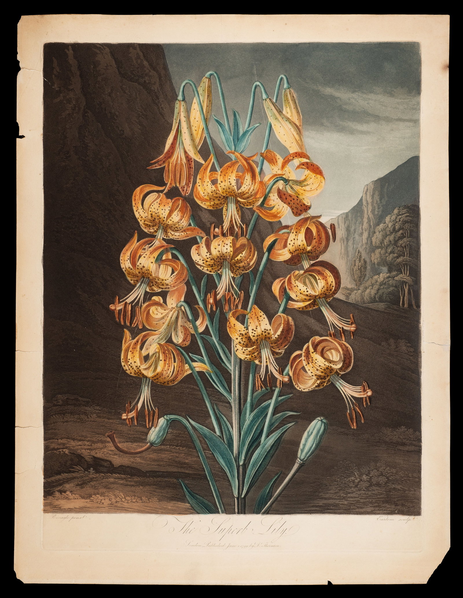 The Superb Lily, Thornton's Temple of Flora.: The Superb Lily (Lilium Superbum), Dr. Robert John Thornton, "The Temple of Flora; or Garden of Nature". After Phillipp Reingale, etched by Richard Earlom. Medium: Aquatint mezzotint with hand-colorin