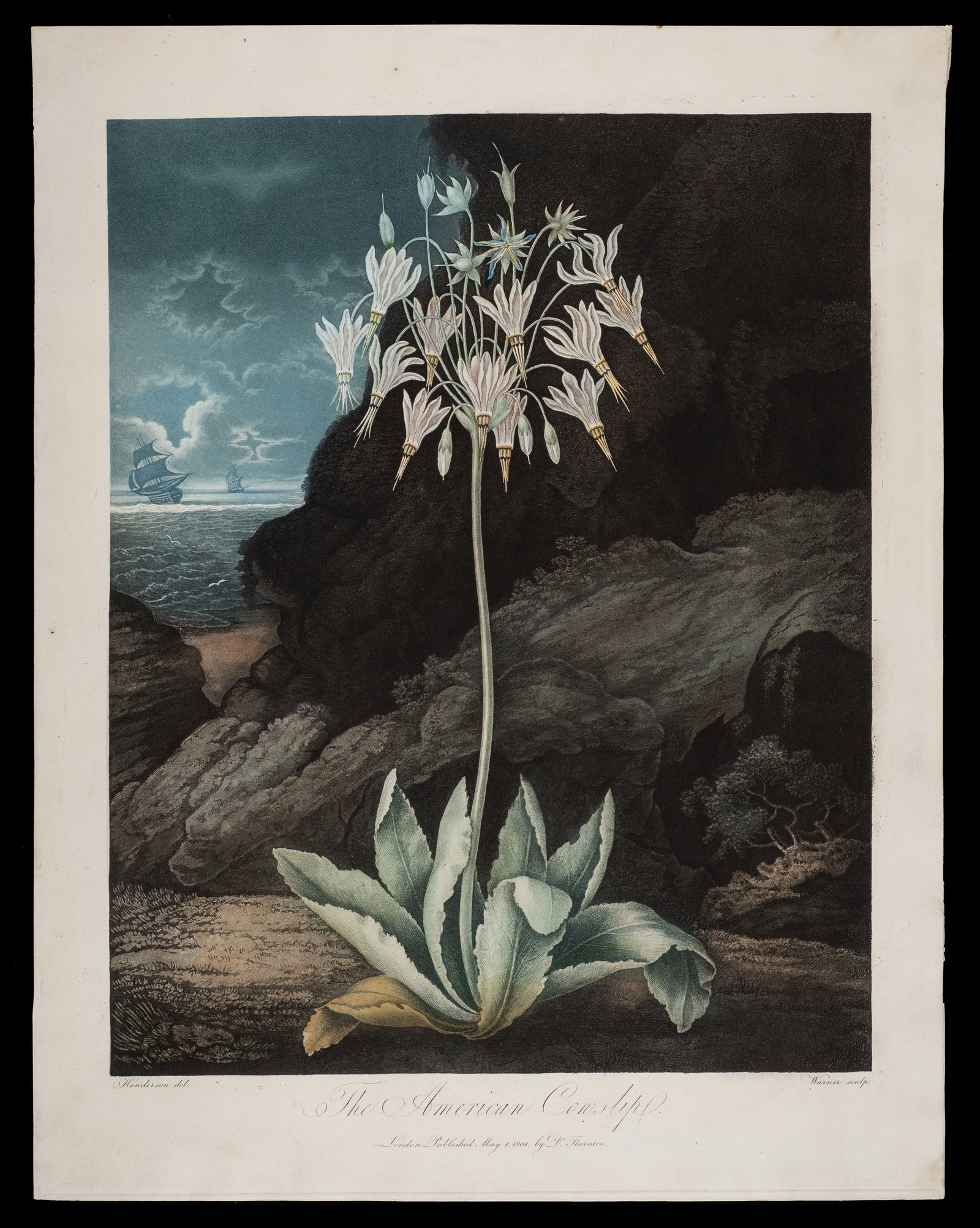 The American Cowslip, Thornton's Temple of Flora.: The American Cowslip from Dr. Robert John Thornton's "The Temple of Flora; or Garden of Nature". After Peter Charles Henderson, engraved by Warner. Medium: Stipple engraving with hand-coloring. Paperw