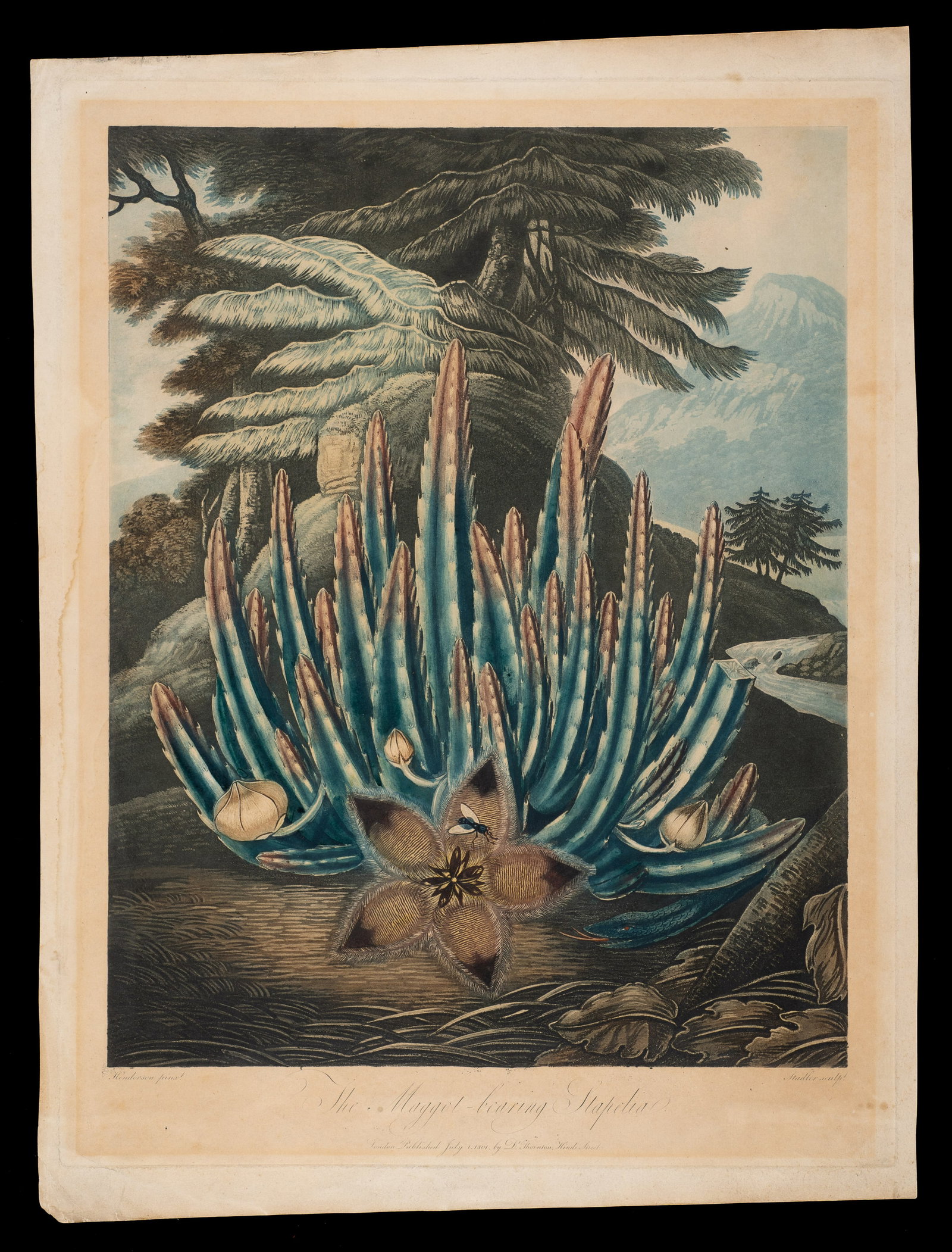 The Maggot-Bearing Stapelia, Temple of Flora.: The Maggot-Bearing Stapelia from Dr. Robert John Thornton's "The Temple of Flora; or Garden of Nature". After Peter Charles Henderson, engraved by Joseph Constantine Stadler. Medium: Stipple engraving