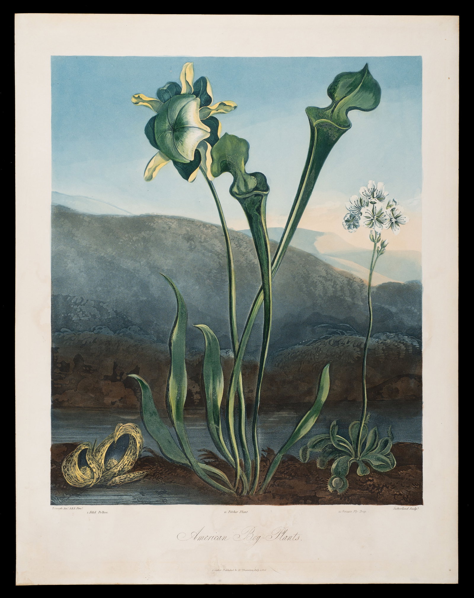 American Bog-Plants, Thornton's Temple of Flora. (1 of 8)