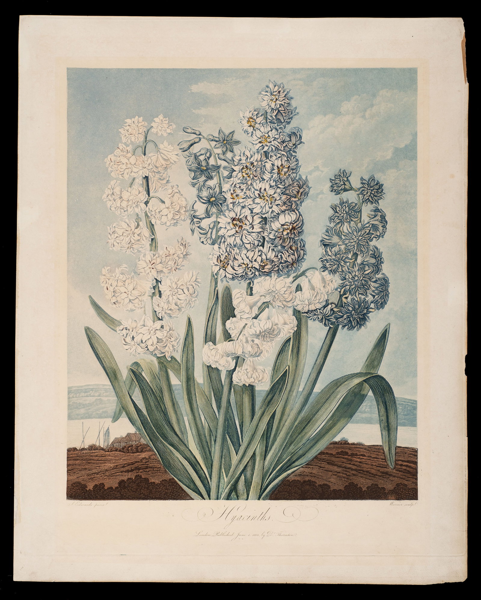 Hyacinths, From Thornton's Temple of Flora.: Hyacinths from Dr. Robert John Thornton's "The Temple of Flora; or Garden of Nature". After Thomas Warner, engraved by Sydenham Edwards. Medium: Stipple engraving with aquatint and hand-coloring. Pape