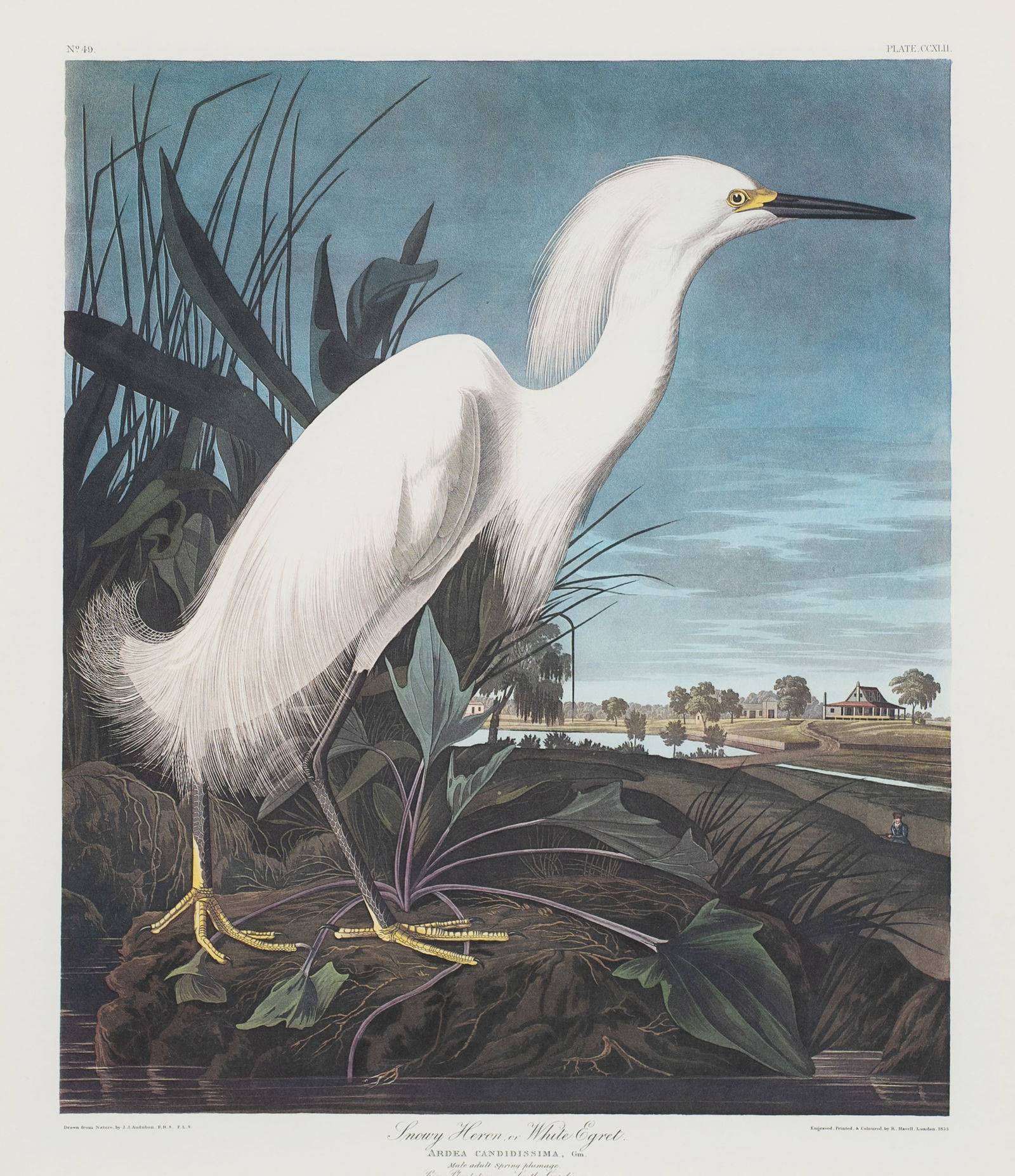 Snowy Heron, Color Lithograph After Audubon. (1 of 9)