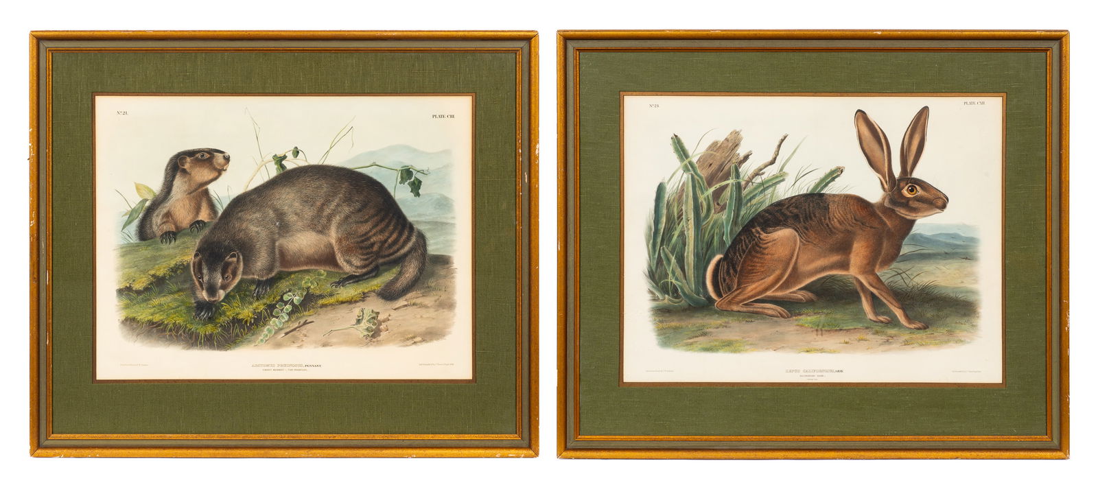 Lot of Two W. Audubon Lithographs, Marmot & Hare. (1 of 13)