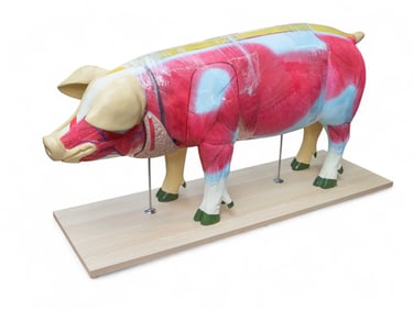 Anatomy Lab Domestic Pig Anatomical Model.