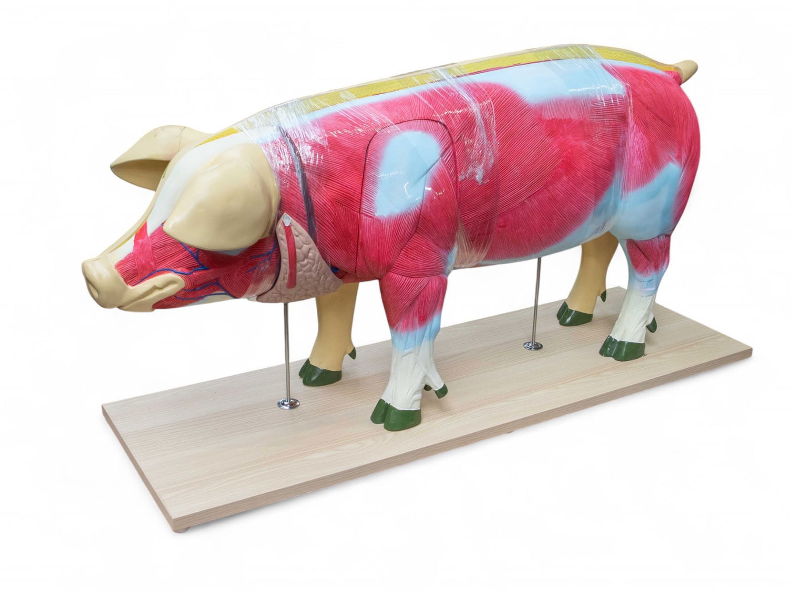 Anatomy Lab Domestic Pig Anatomical Model. (1 of 9)