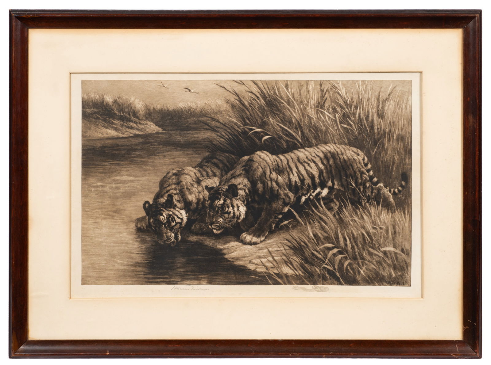 Thirst, Etching of Tigers by Herbert Dicksee. (1 of 8)