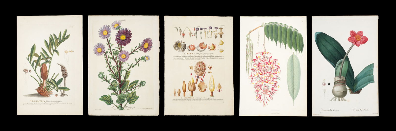 Five Botanical Engravings - Trew, Wallich, etc. (1 of 17)