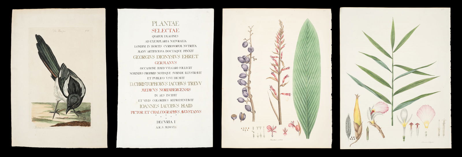 Mostly Botanical Prints - Mazell, Roscoe, Trew... (1 of 11)
