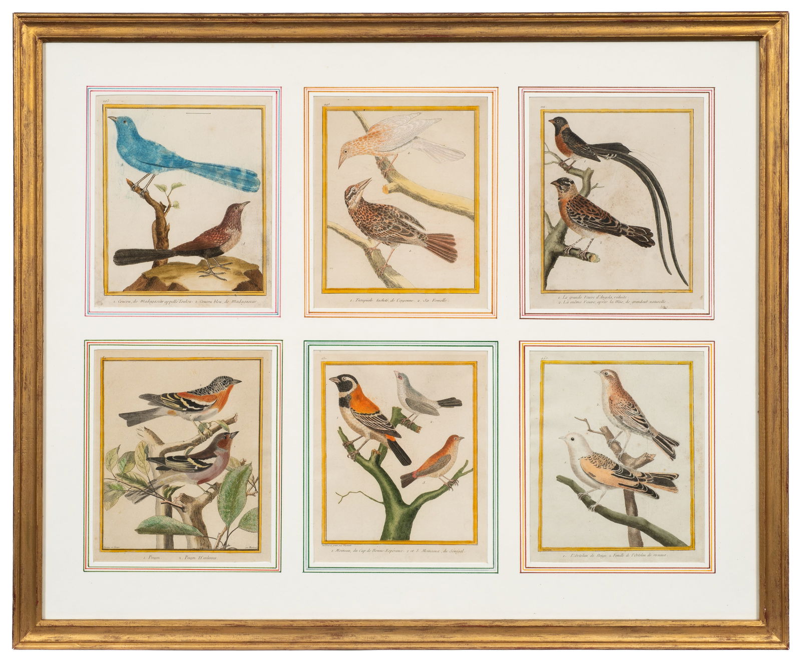 Compilation of Ornithological Prints, F. Martinet. (1 of 9)