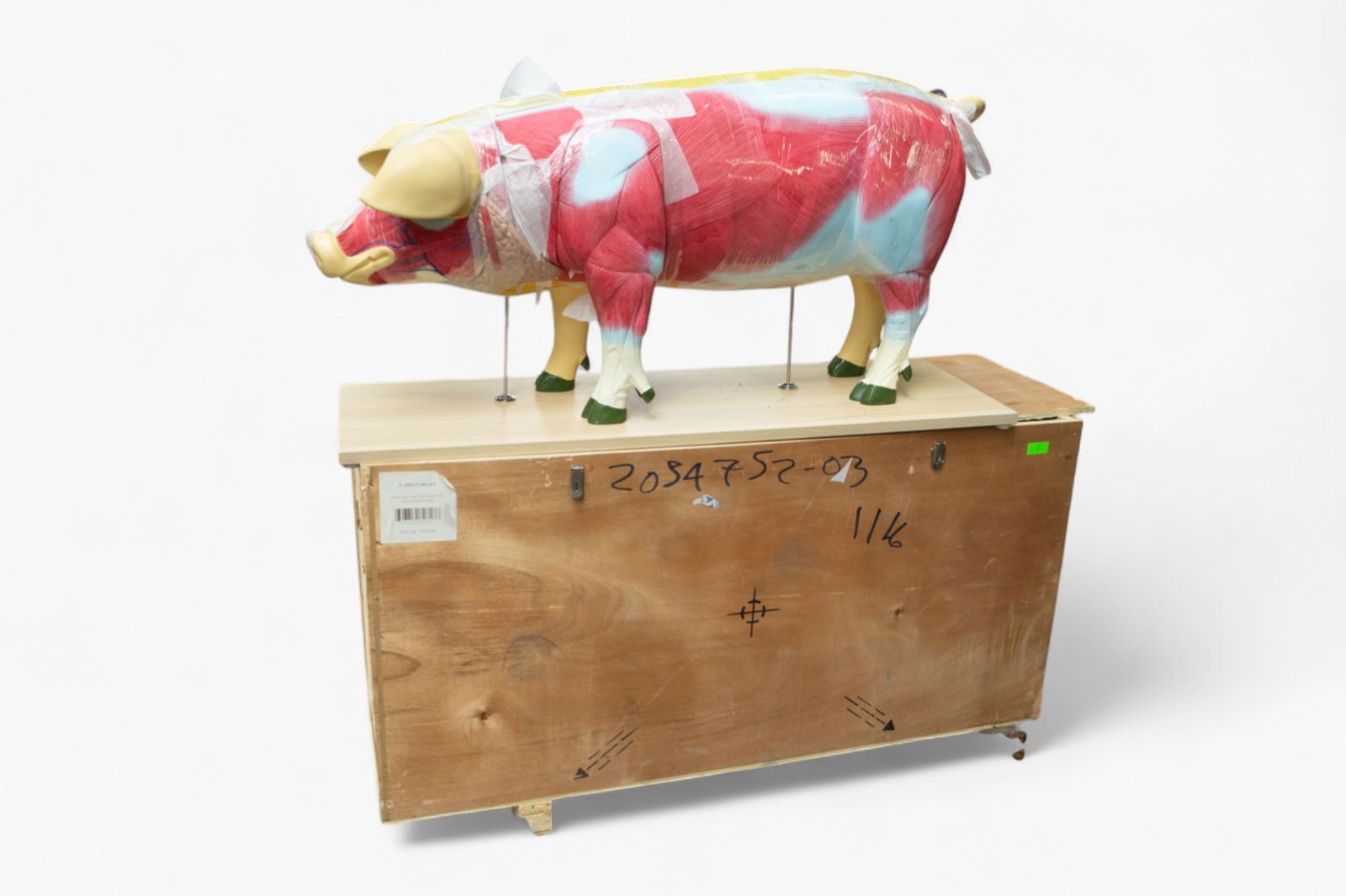 Anatomy Lab Domestic Pig Anatomical Model.: The life-sized pig model shows its anatomy on one side. The organs are removable, and reattach magnetically. All of the organs are there. The pig measures 39" long, 12" wide and 20" tall. It comes on