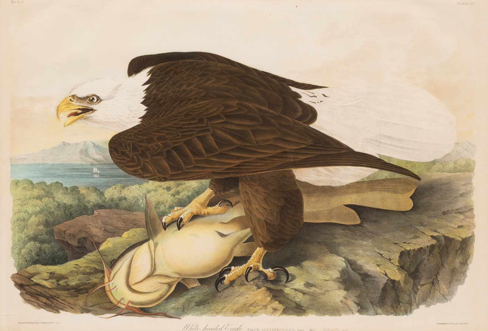 White-Headed Eagle, J. Bien Edition Audubon Litho. (1 of 10)