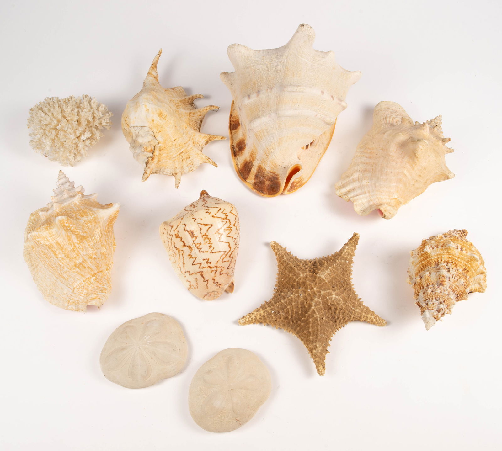 Box of Conch Shells & Other Shells. (1 of 2)